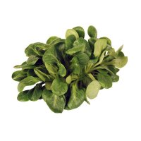 Feldsalat - deutsch