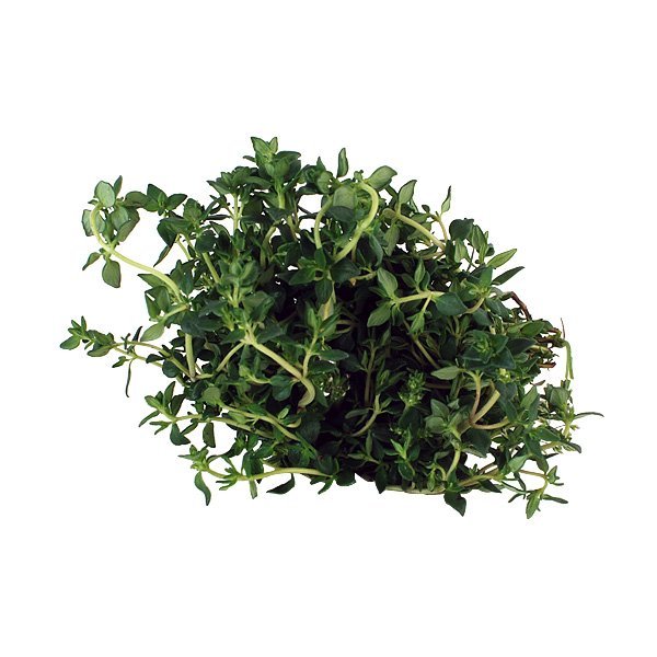 Thymian - fr&auml;nkisch